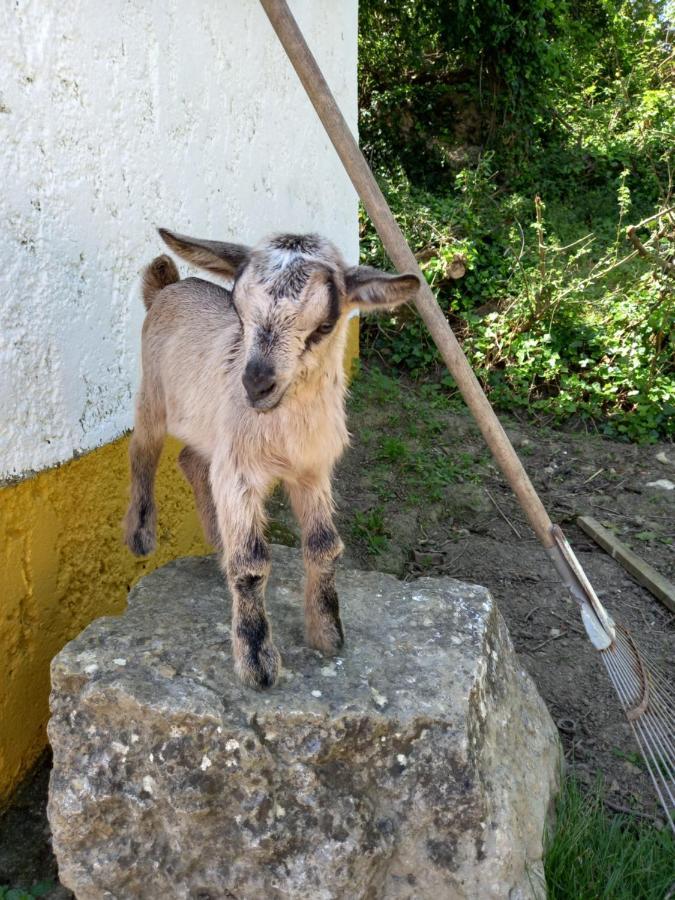 Casinha De Ferias No Campo - Quintinha Dos Cavalos - Arruda Dos Vinhos Sabugos Exterior photo